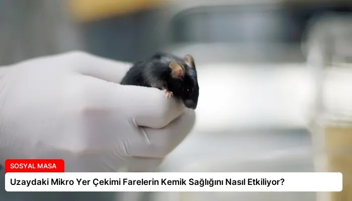 Uzaydaki Mikro Yer Çekimi Farelerin Kemik Sağlığını Nasıl Etkiliyor?