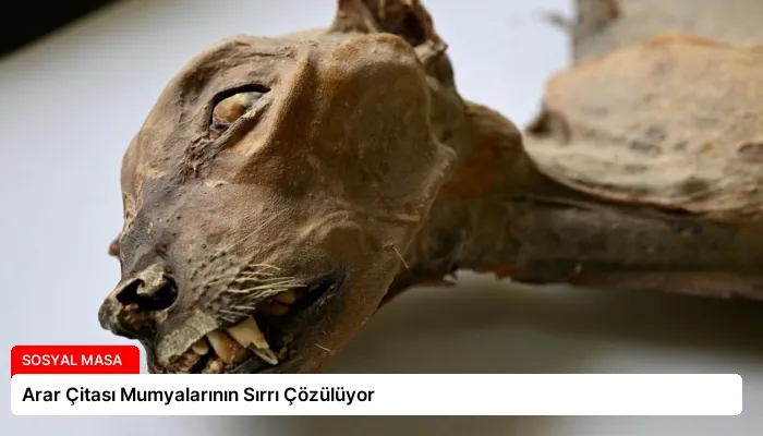 Arar Çitası Mumyalarının Sırrı Çözülüyor