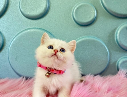 British Shorthair Irkında Merak Edilenler