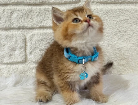 Kedi Sahiplendirme Sitesi Petyasam.com