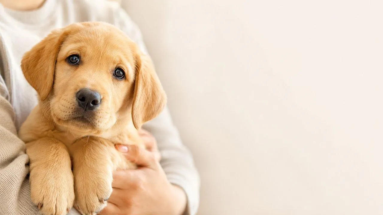 Labrador Retriever Yavru Sahiplenme ve Satılık İlanları