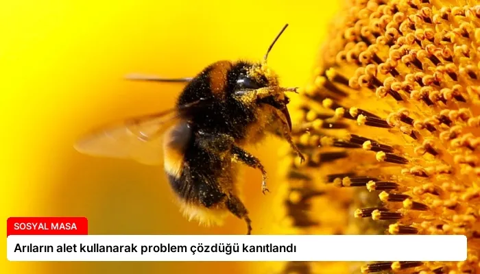 Arıların alet kullanarak problem çözdüğü kanıtlandı