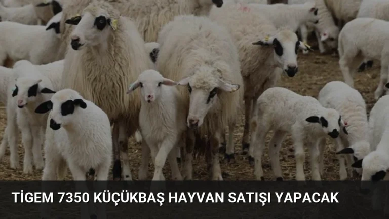 Tigem 7350 Küçükbaş Hayvan Satışı Yapacak
