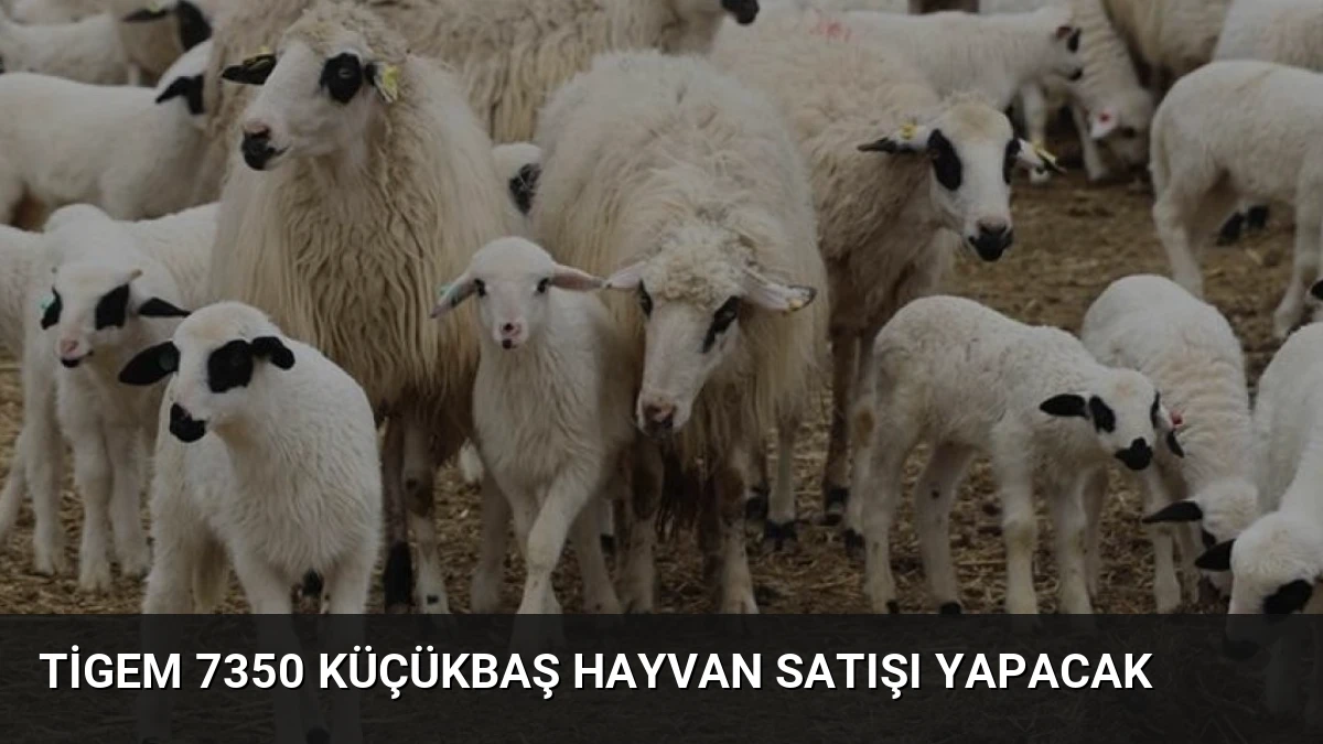 Tigem 7350 Küçükbaş Hayvan Satışı Yapacak