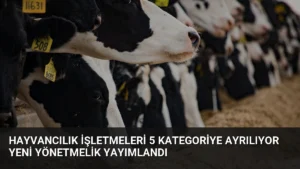 Hayvancılık İşletmeleri 5 Kategoriye Ayrılıyor Yeni Yönetmelik Yayımlandı
