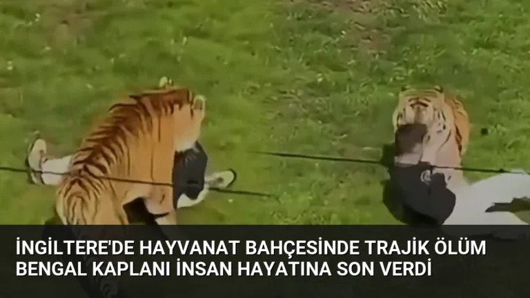 İngiltere’de Hayvanat Bahçesinde Trajik Ölüm Bengal Kaplanı İnsan Hayatına Son Verdi