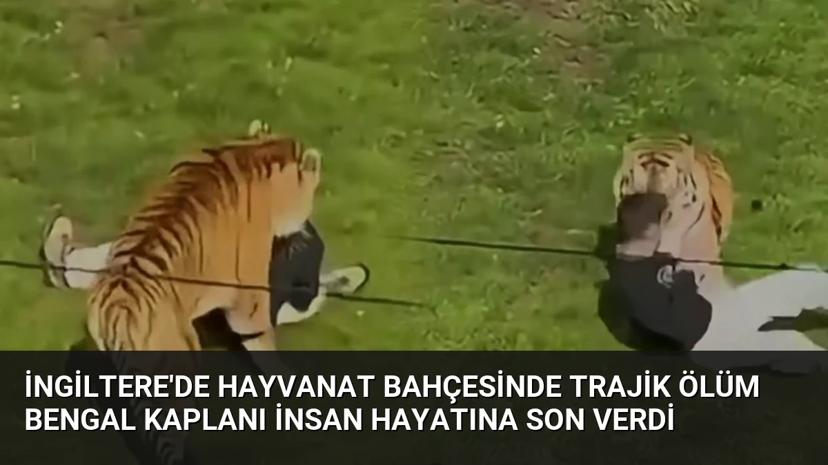 İngiltere’de Hayvanat Bahçesinde Trajik Ölüm Bengal Kaplanı İnsan Hayatına Son Verdi